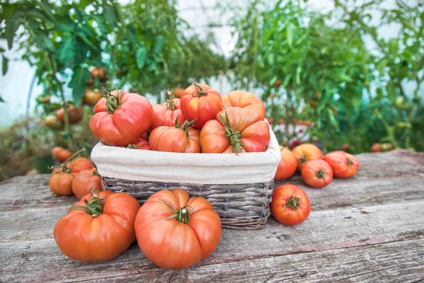 Органические Продукты Питания Бесплатные Красные Овощи Помидоров — стоковое фото
