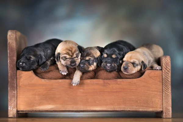 Cachorros Durmiendo Cama —  Fotos de Stock