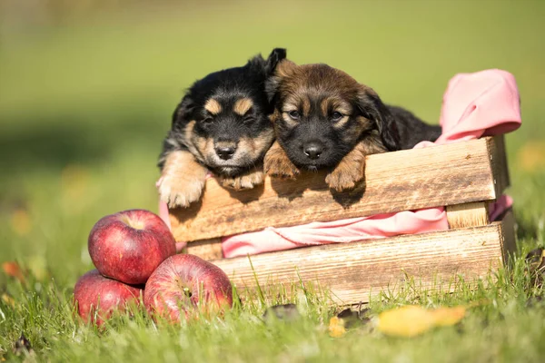 stock image Two dog in a wooden crate on the grass