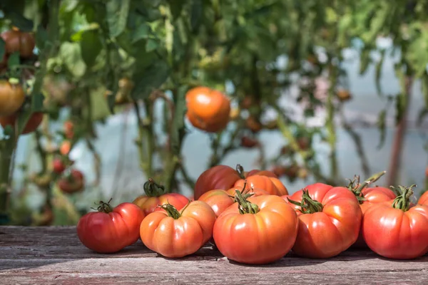 Grönsaker Tomater Träbord — Stockfoto