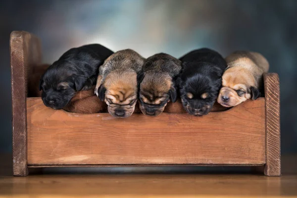 Cachorros Durmiendo Cama —  Fotos de Stock