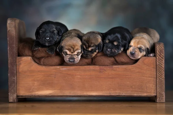 Hundar Sover Liten Träsäng — Stockfoto