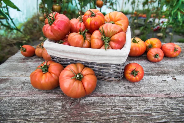 Λαχανικά Ντομάτες Στο Γραφείο Στον Κήπο — Φωτογραφία Αρχείου