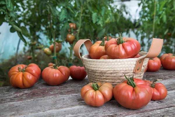 온실에 토마토 — 스톡 사진
