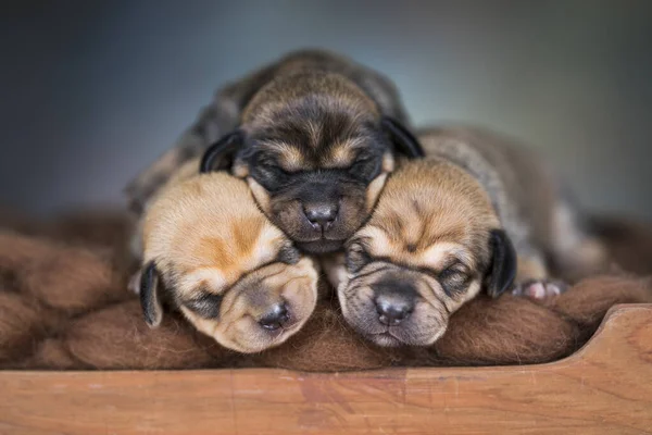 stock image The dogs sleep on a wooden bed