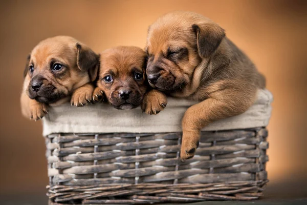 Dogs Wicker Basket — Stock Photo, Image