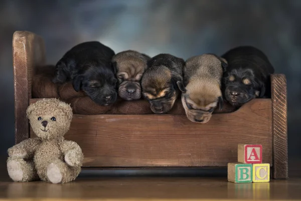 Собаки Спят Маленькой Деревянной Кровати — стоковое фото