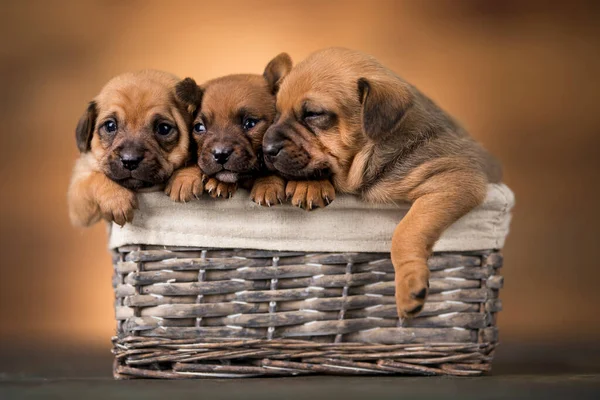 Kleine Hunde Weidenkorb — Stockfoto