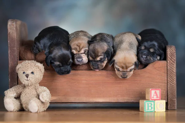 Psy Śpią Drewnianym Łóżku — Zdjęcie stockowe