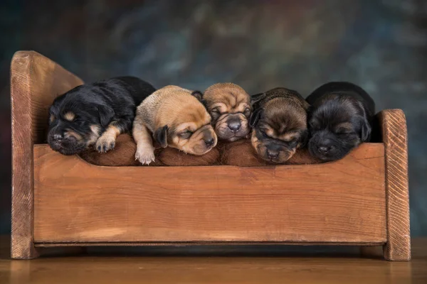 Hundarna Sover Träsäng — Stockfoto