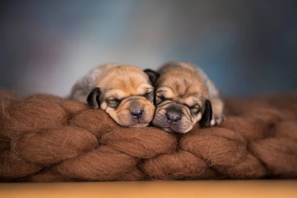 Μικρά Χαριτωμένα Κουτάβια Κοιμούνται Μια Κουβέρτα — Φωτογραφία Αρχείου