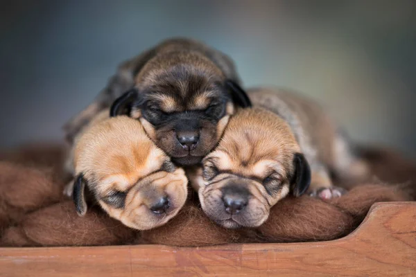 Köpekler Küçük Tahta Bir Yatakta Uyurlar — Stok fotoğraf