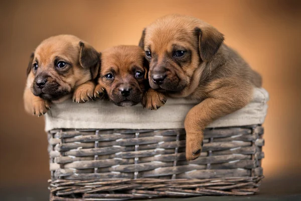 Kis Kutyák Egy Fonott Kosárban — Stock Fotó