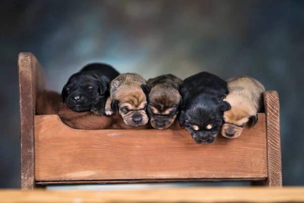 Psy Śpią Małym Drewnianym Łóżku — Zdjęcie stockowe