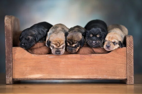 Little puppies sleeping in bed