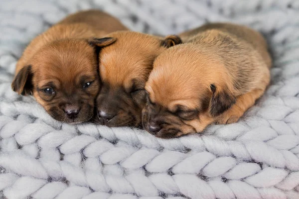 ペット犬の子犬毛布の上で寝る — ストック写真