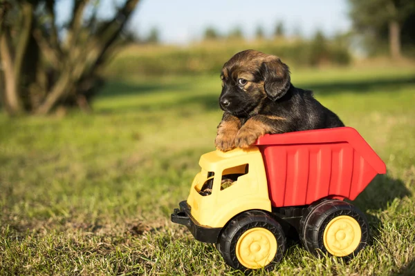 Small Dog Road Car — Stock Photo, Image
