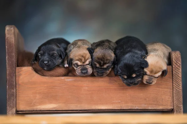 Cães Dormem Uma Cama Madeira — Fotografia de Stock