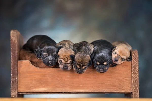 Σκυλιά Κοιμούνται Ξύλινο Κρεβάτι — Φωτογραφία Αρχείου
