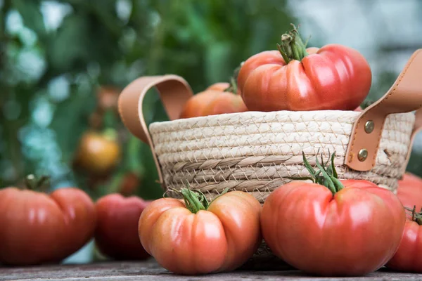 Czerwone Pomidory Szklarni Żywność Ekologiczna — Zdjęcie stockowe