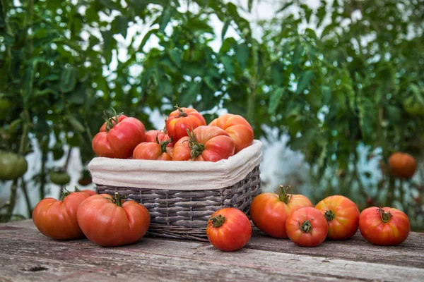 Verduras Tomates Escritorio Jardín — Foto de Stock