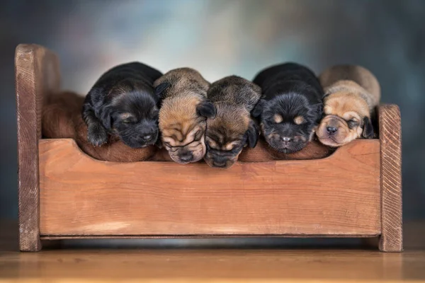 Σκυλιά Κοιμούνται Ένα Μικρό Ξύλινο Κρεβάτι — Φωτογραφία Αρχείου