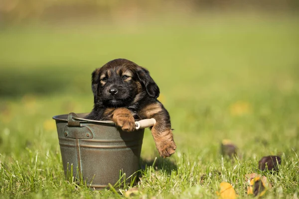 Ein Kleiner Hund Einem Metalleimer — Stockfoto