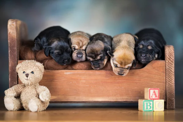 Dogs Sleep Wooden Bed — Stock Photo, Image
