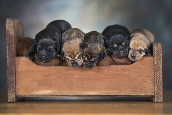 Σκυλιά Κοιμούνται Ξύλινο Κρεβάτι — Φωτογραφία Αρχείου