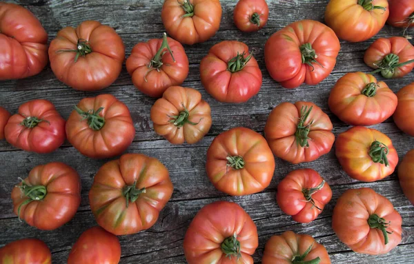 Tomates Rouges Serre Aliments Biologiques — Photo