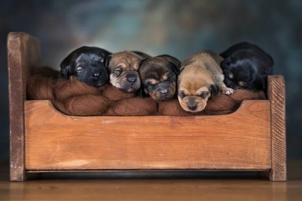 犬は小さな木製のベッドで寝る ストック画像