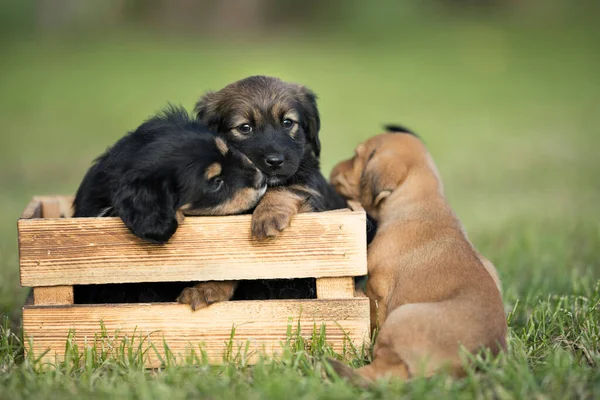 Niedliche Kleine Zwei Hunde Einer Holzkiste Auf Dem Gras Stockfoto