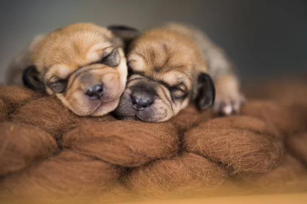 Pequeños Cachorros Lindos Están Durmiendo Una Manta Imagen de stock