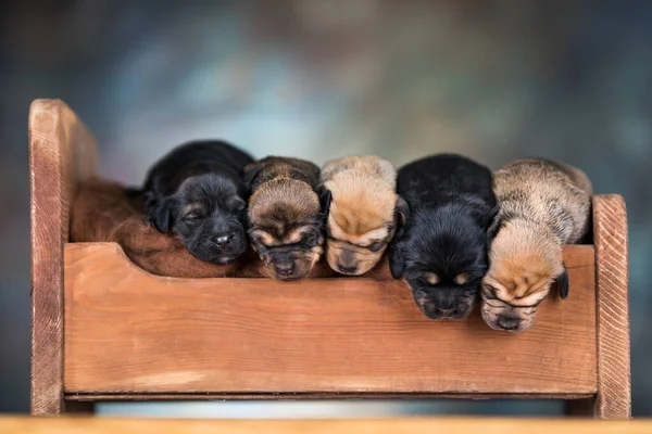 Die Hunde Schlafen Auf Einem Holzbett Stockfoto