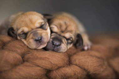 Güzel küçük bir köpek battaniyenin üzerinde uyur.