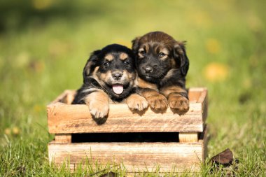 Çimlerin üzerinde tahta bir sandıkta iki küçük sevimli köpek.