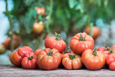 Sebzeler, ahşap masadaki domatesler.