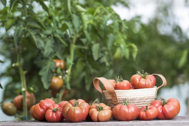Sebzeler, ahşap masadaki domatesler.