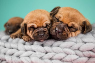 Evcil hayvan, köpek yavrusu, battaniyenin üstünde uyuyor.