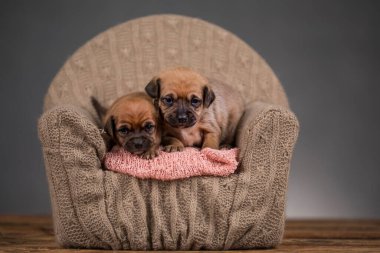 Yavru köpek uyuyor.