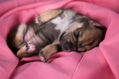 Güzel küçük bir köpek pembe bir battaniyenin üzerinde uyuyor.