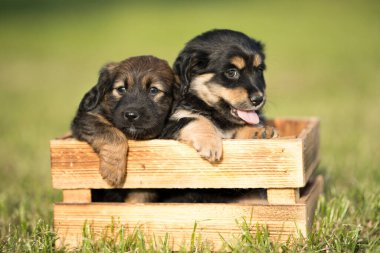Çimlerin üzerinde tahta bir sandıkta iki köpek.