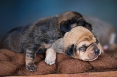 Köpekler tahta bir yatakta uyurlar.