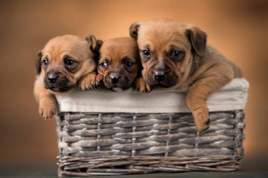 Hasır sepette küçük köpekler