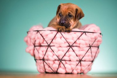 Güzel mutlu köpek yavrusu metal bir sepet