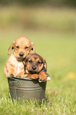 Metal kovada küçük bir köpek