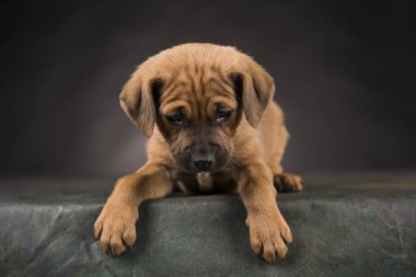 Siyah arka planda bir köpek