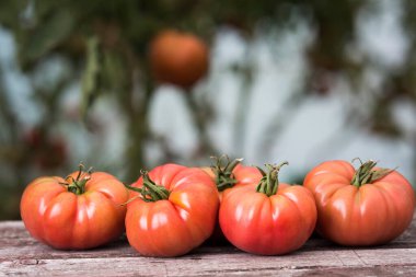 Sebze, domates, bahçede masanın üstünde. 