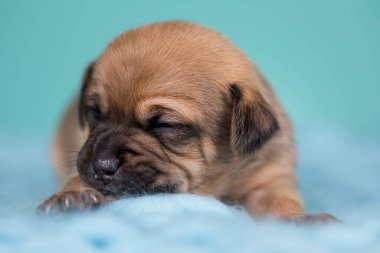Küçük şirin yavrular battaniyenin üzerinde uyuyorlar.