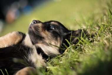 Arka planda küçük bir köpek